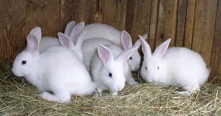 كل ما تريد ان تعرفه عن الأرانب | وزارة الزراعة و الثروة الحيوانية و البحرية